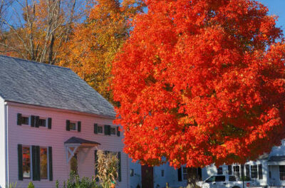 Embracing Cool Comfort: The Joy of Planting Shade Trees in Your Backyard