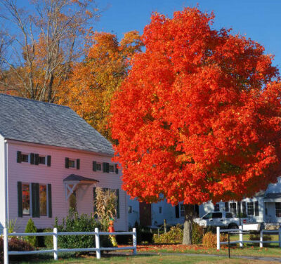 Embracing Cool Comfort: The Joy of Planting Shade Trees in Your Backyard